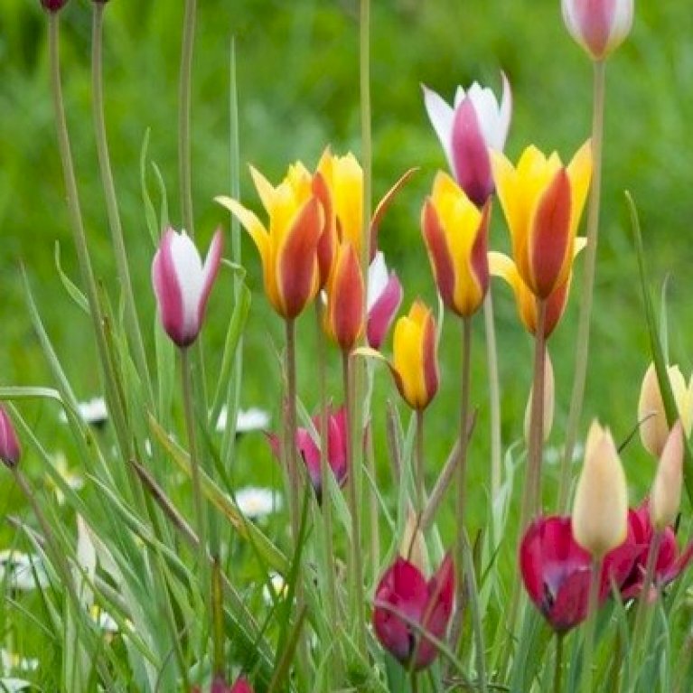 Tulipan 'Belles Tulipes' mix XXL