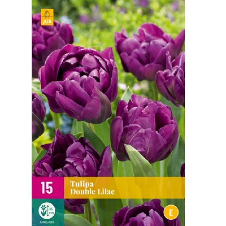Tulipan 'Double Lilac' XXL
