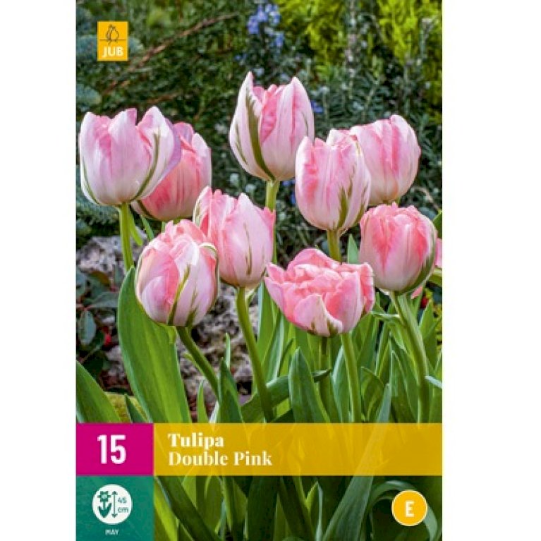 Tulipan 'Double Pink' XXL