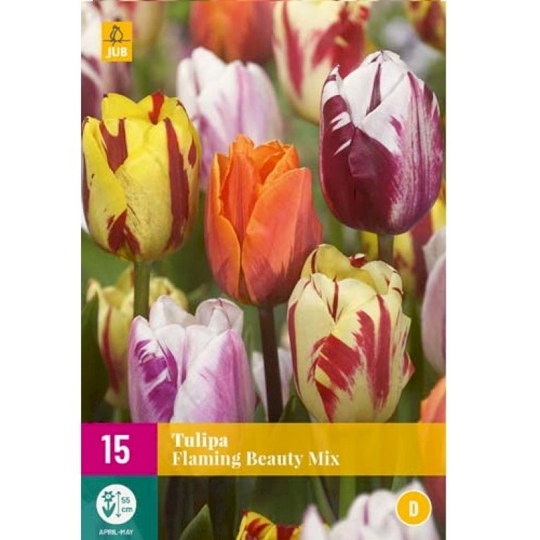 Tulipan 'Flaming Beauty' mix XXL