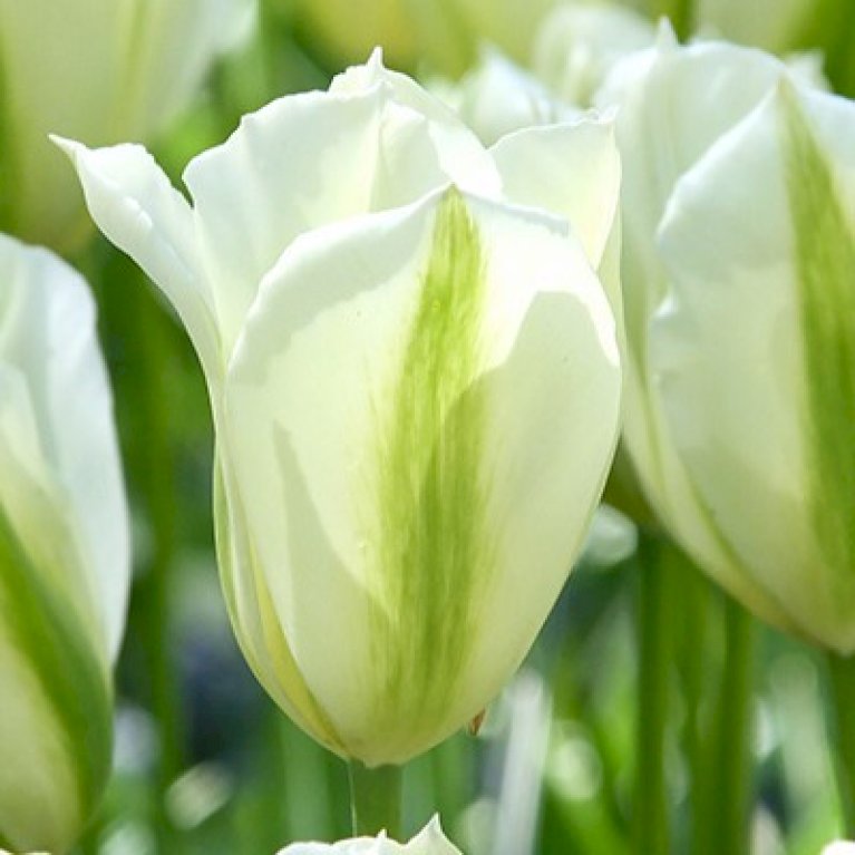 Tulipan 'Spring Green' XXL