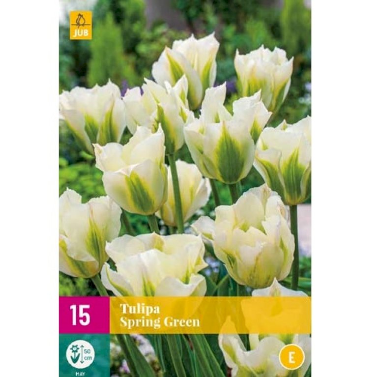 Tulipan 'Spring Green' XXL