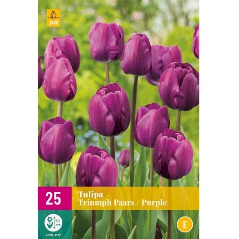 Tulipan 'Triumph Purple' XXL