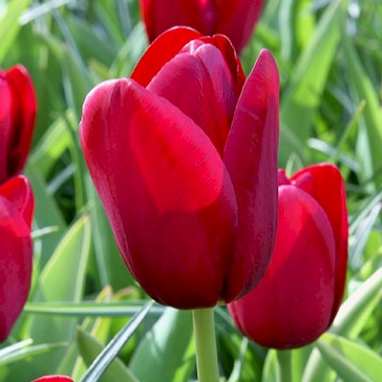 Tulipan 'Triumph Red' XXL