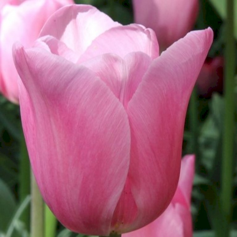 Tulipan 'Triumph Pink' XXL