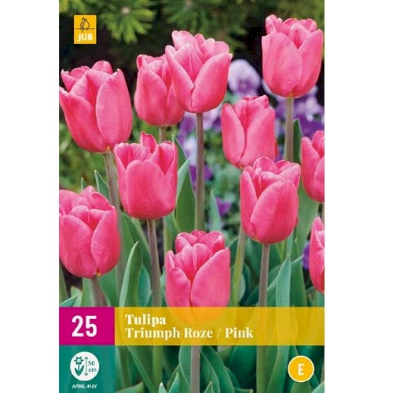 Tulipan 'Triumph Pink' XXL