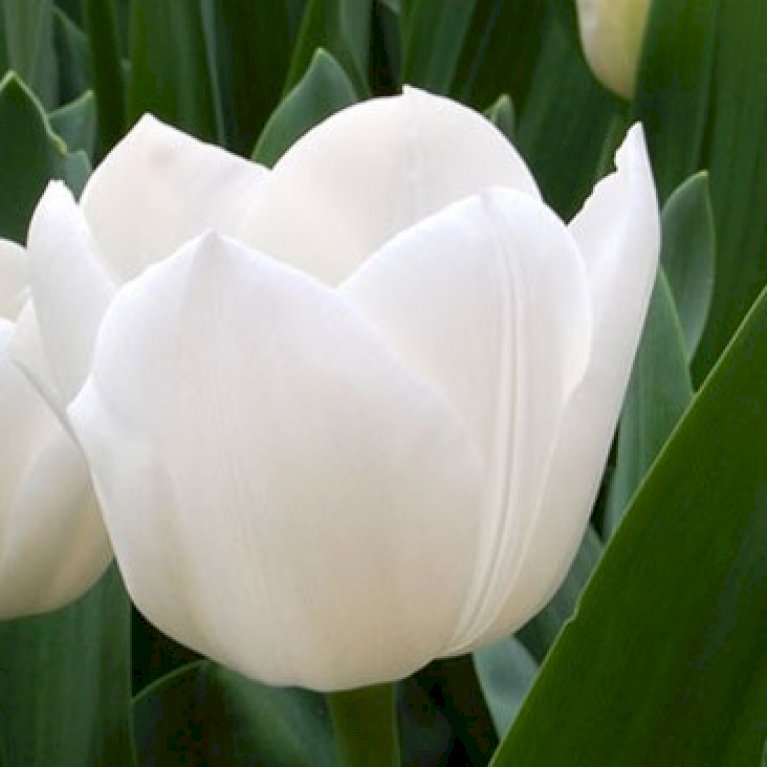 Tulipan 'Triumph White' XXL