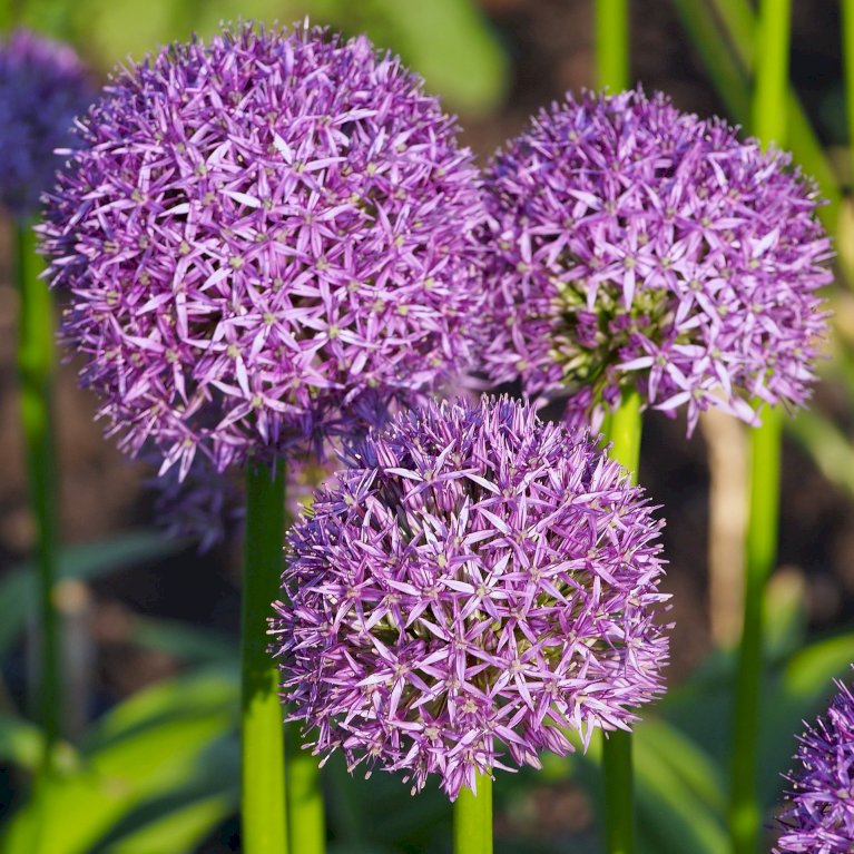 Prydløg 'Gladiator' XXL - Allium 'Gladiator' (Blomsterløg, Antal pr. pakke 25 stk.)