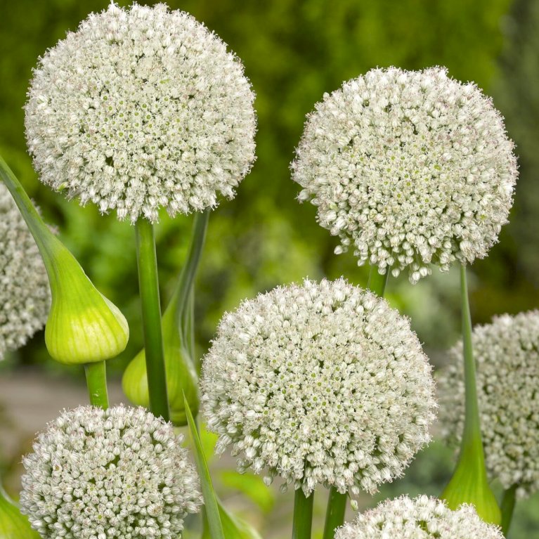 Prydløg 'Ping Pong' XXL