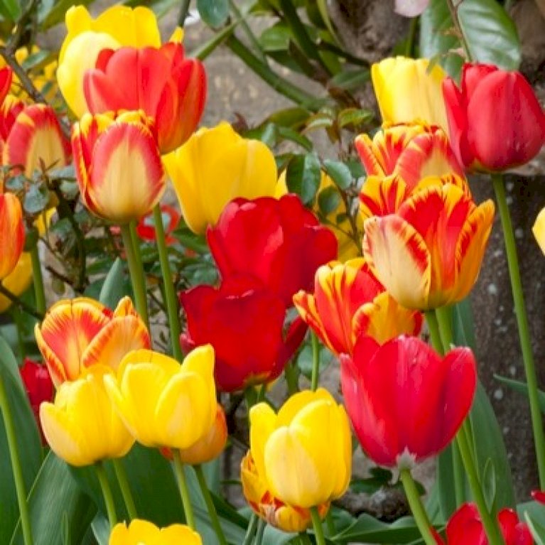 Tulipan 'Darwin Hybrid' mix Net