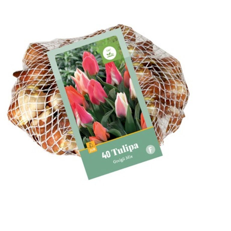 Tulipan 'Greigii' mix Net