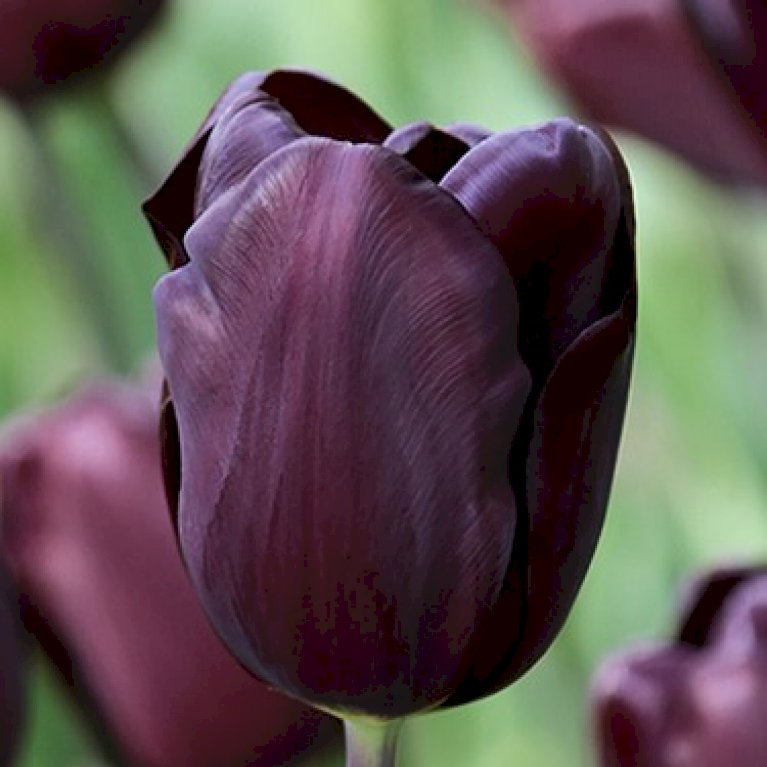Tulipan 'Black' Net