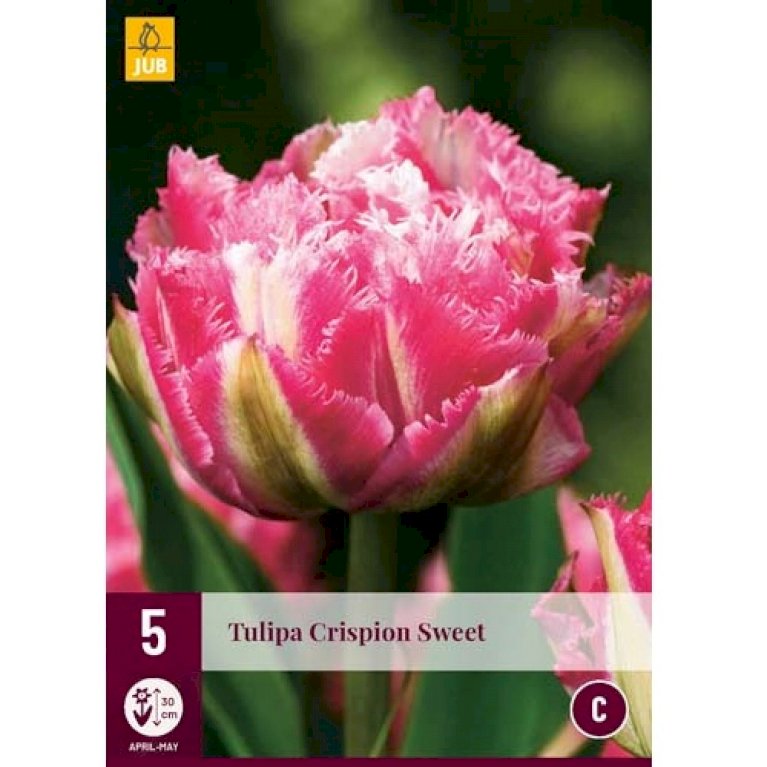 Tulipan 'Crispion Sweet'