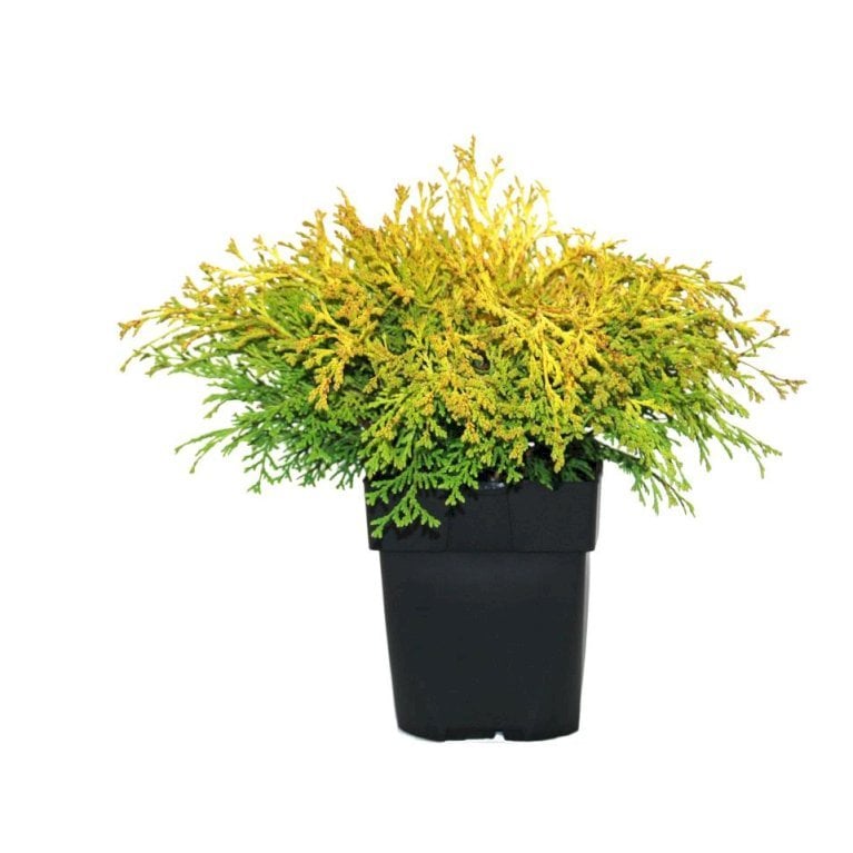 Solcypres 'Kamarachiba'