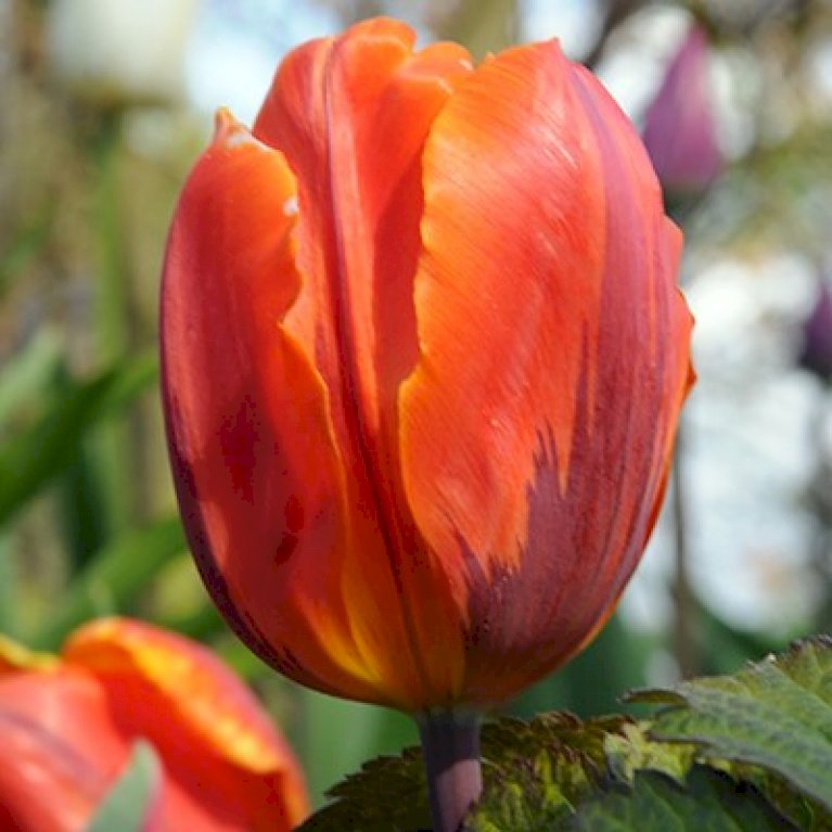Tulipan 'Hermitage' Storkøb