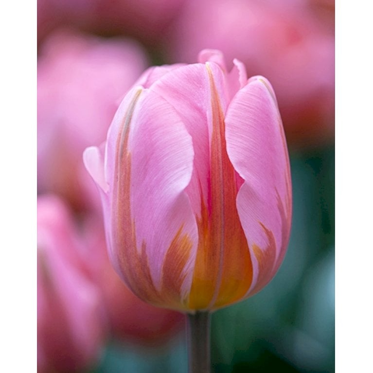 Tulipan 'Pretty Princess' Storkøb