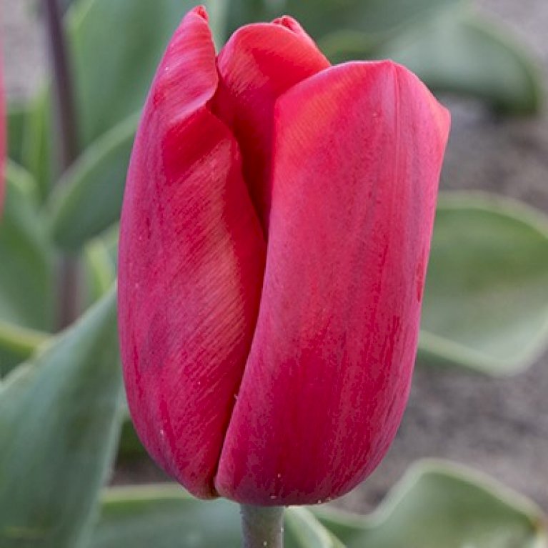 Tulipan 'Ruby Prince' Storkøb