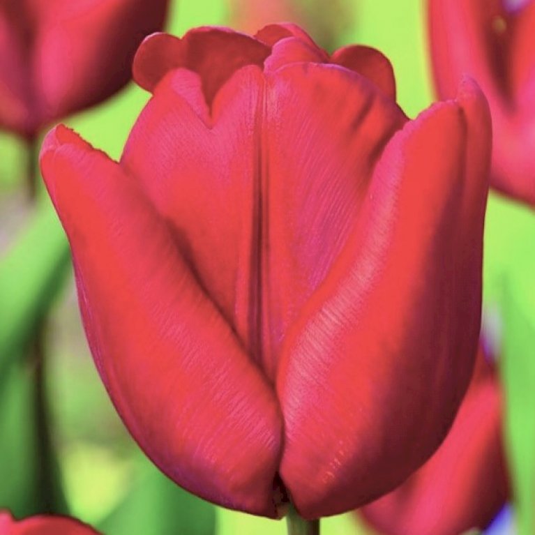 Tulipan 'Ruby Prince' Storkøb