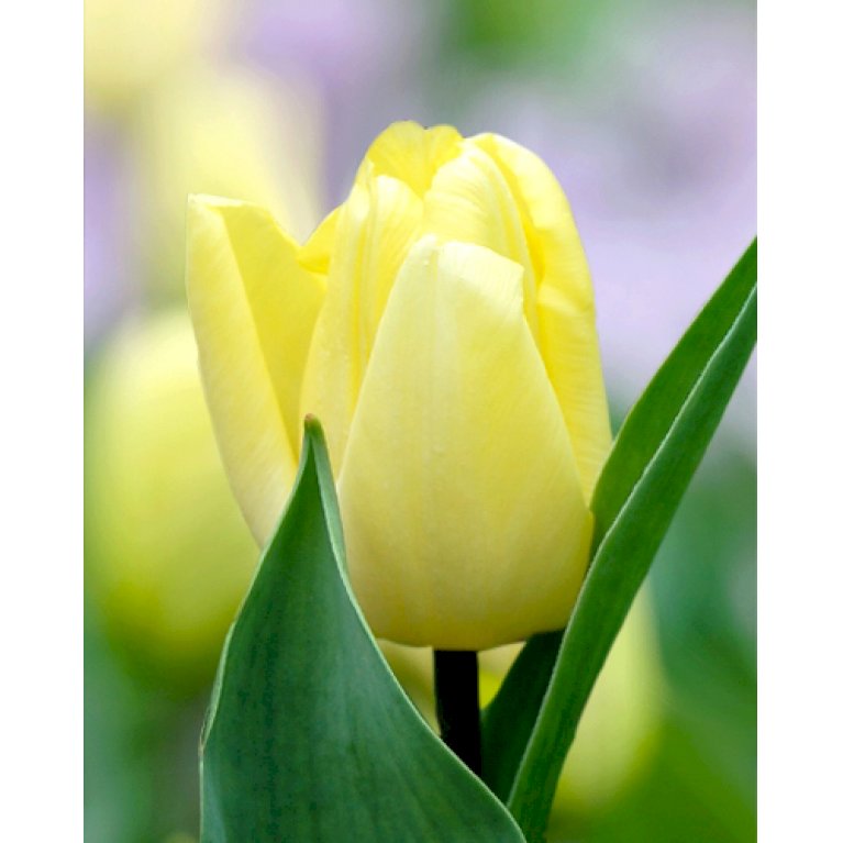 Tulipan 'Sunny Prince' Storkøb
