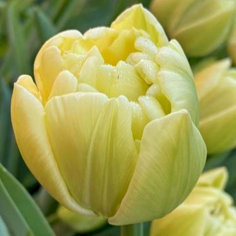 Tulipan 'Avant Garde' Storkøb