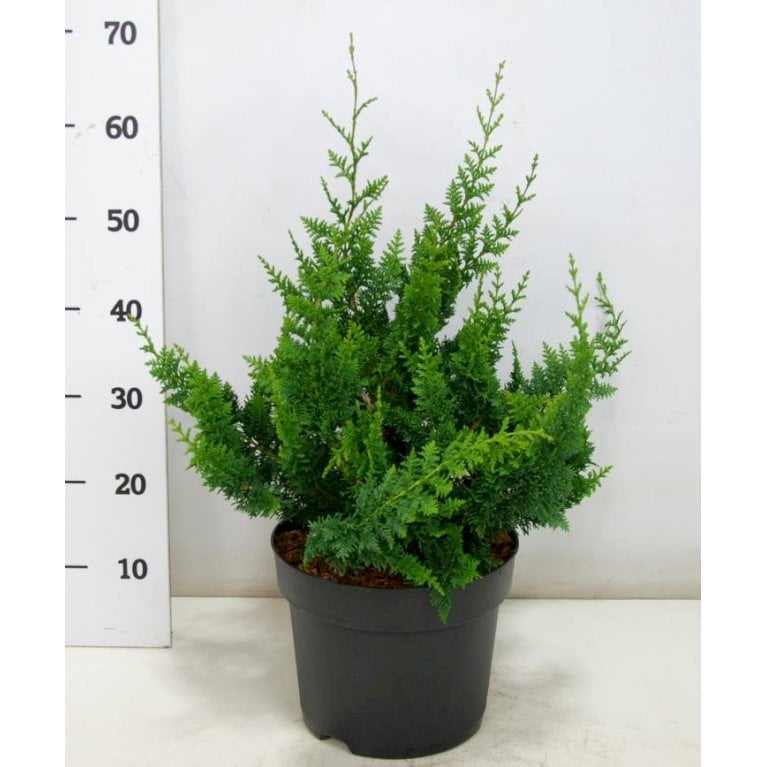 Solcypres 'Teddy Bear'