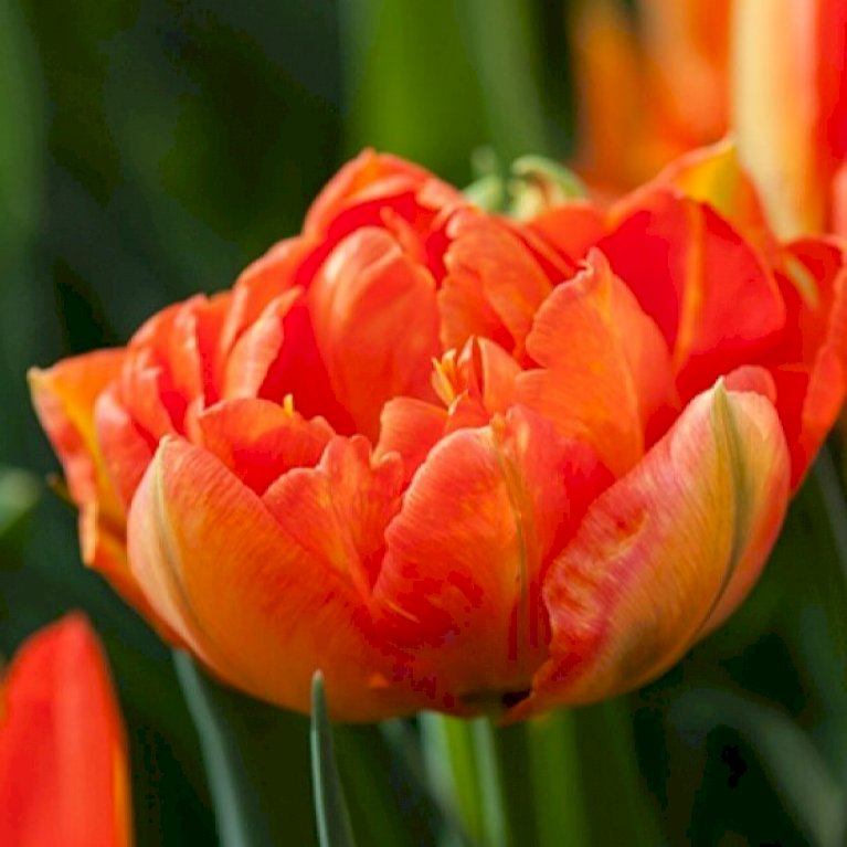 Tulipan 'Monte Orange' Storkøb