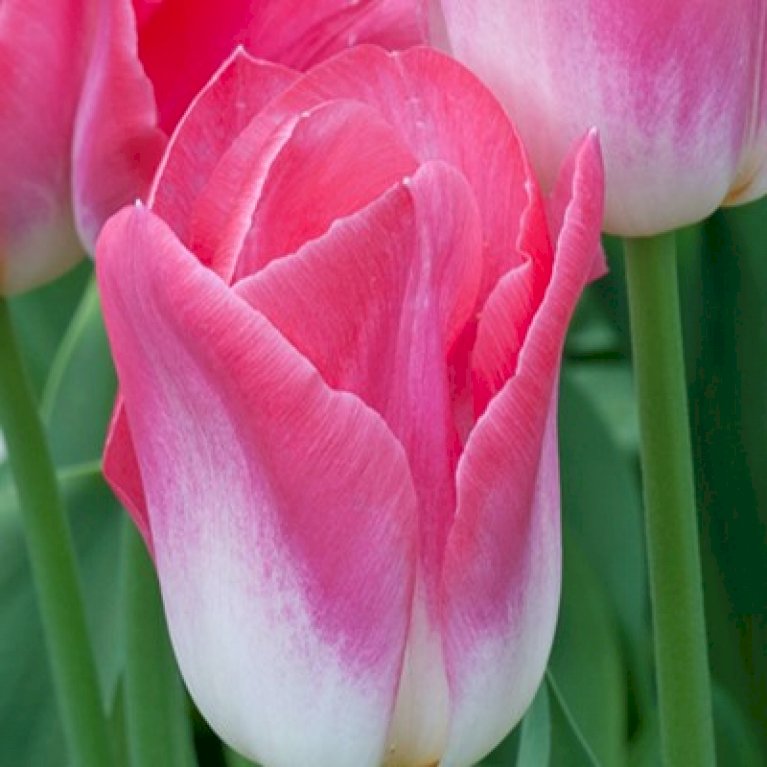 Tulipan 'Dynasty' Storkøb