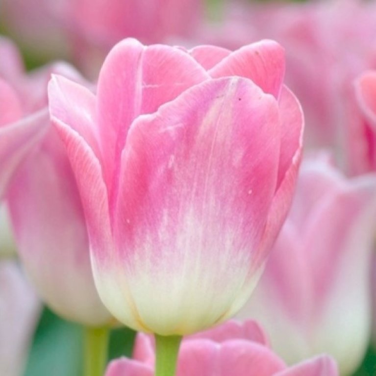 Tulipan 'Dynasty' Storkøb