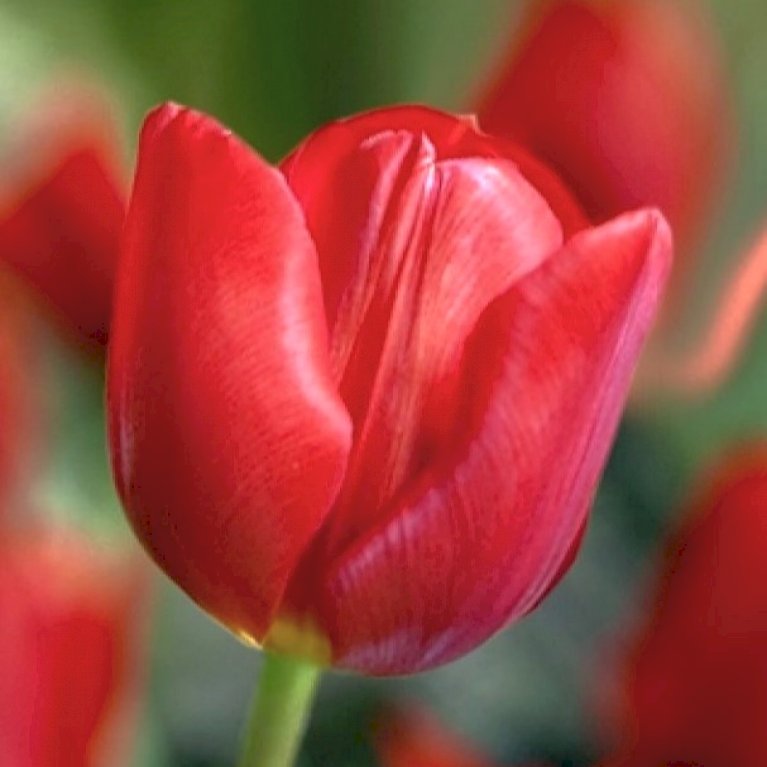 Tulipan 'Escape' Storkøb
