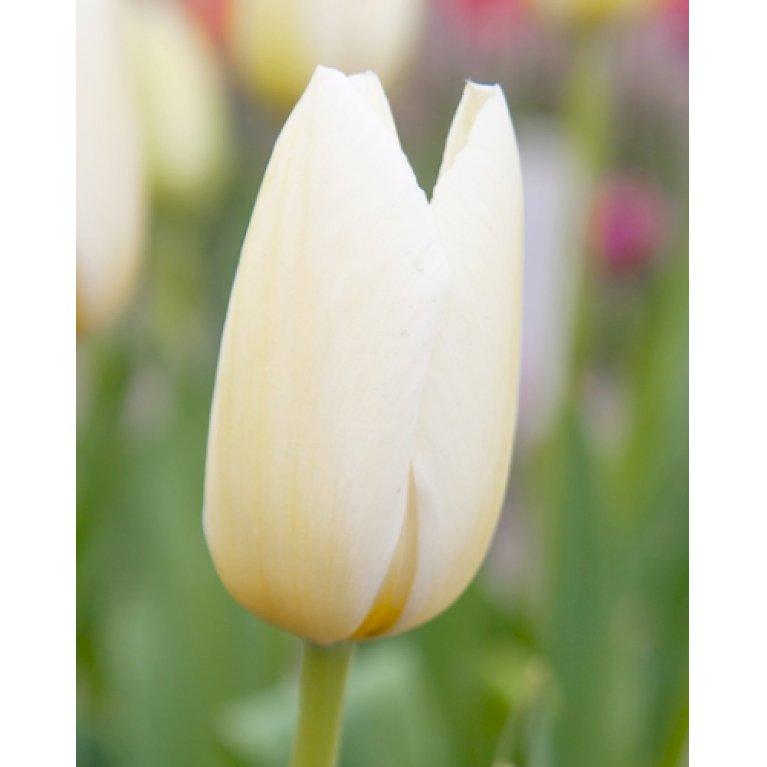 Tulipan 'Francoise' Storkøb