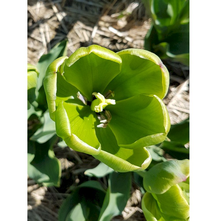 Tulipan 'Green Power' Storkøb