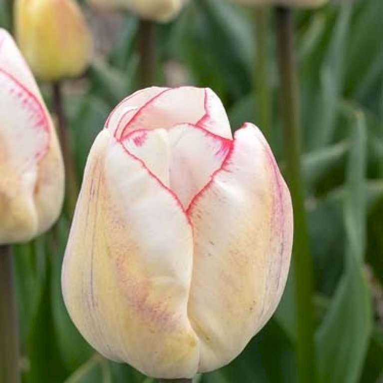 Tulipan 'Hugs & Kisses' Storkøb
