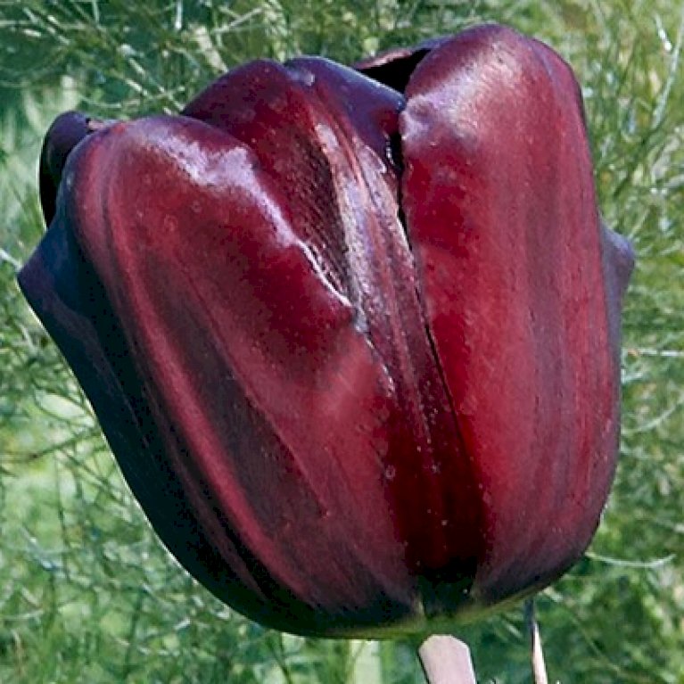 Tulipan 'Mascara' Storkøb