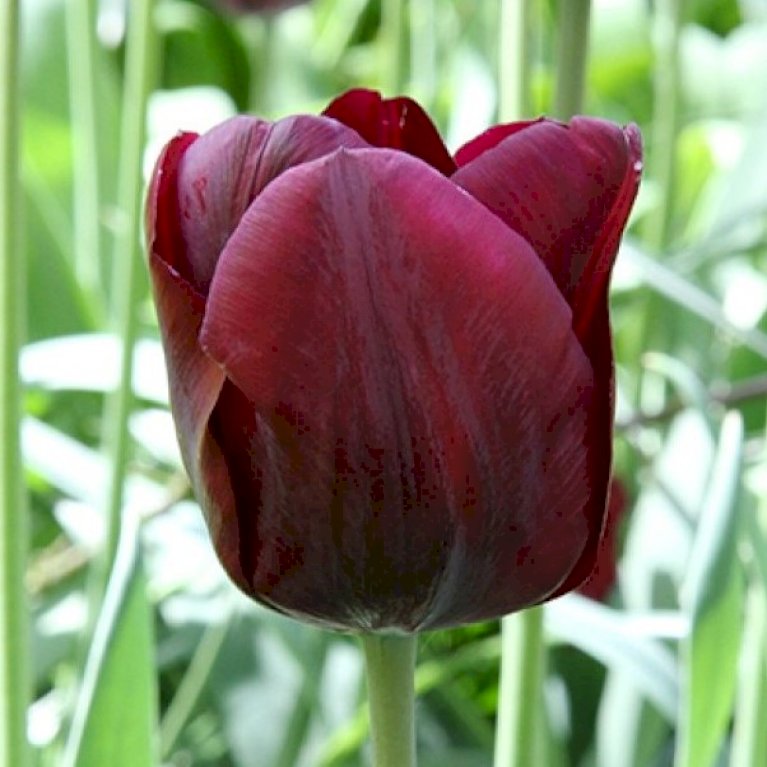 Tulipan 'Mascara' Storkøb
