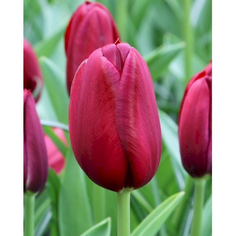 Tulipan 'National Velvet' Storkøb