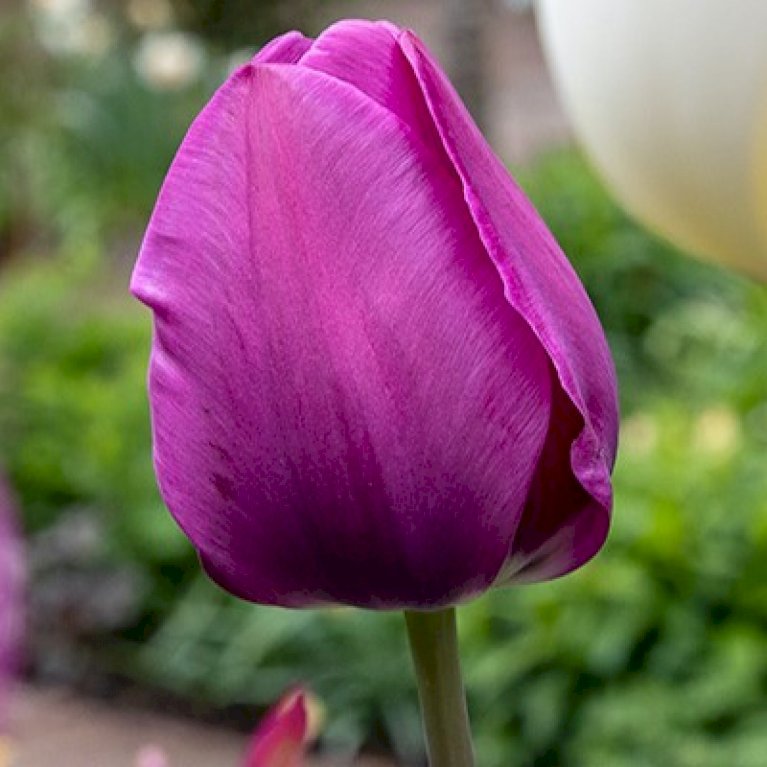 Tulipan 'Negrita' Storkøb