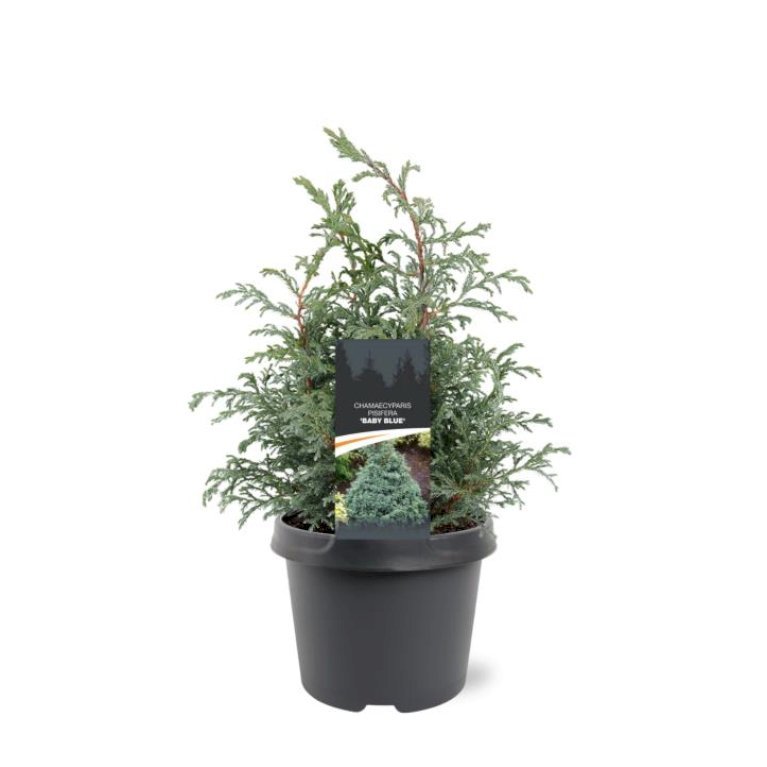 Ærtecypres 'Baby Blue'