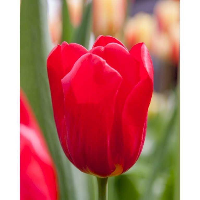 Tulipan 'Seadov' Storkøb
