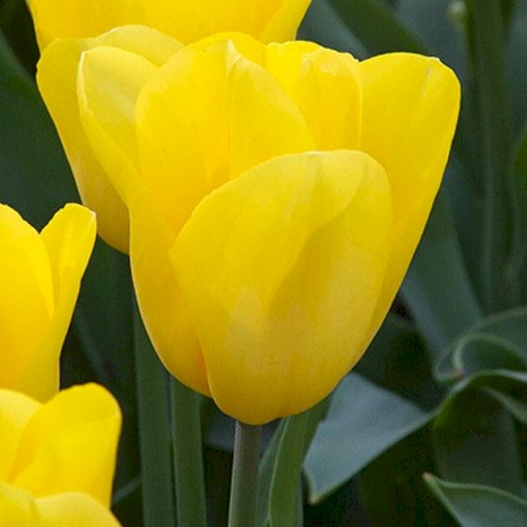 Tulipan 'Strong Gold' Storkøb