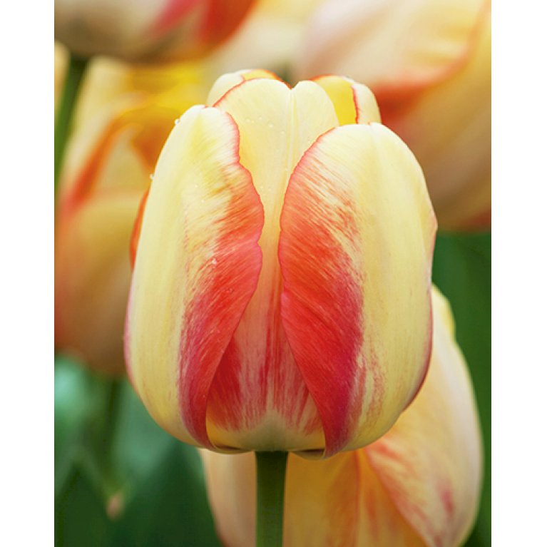 Tulipan 'Beauty of Spring' Storkøb