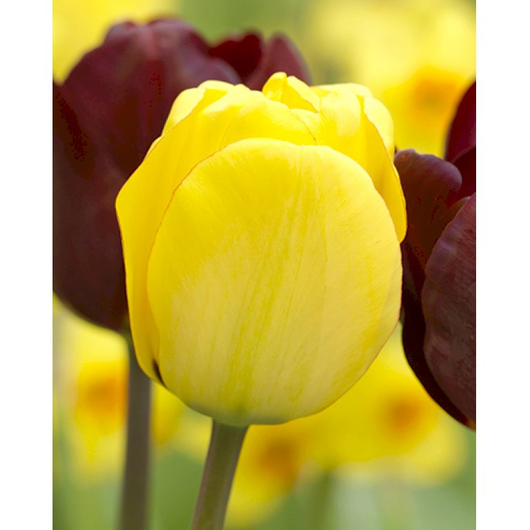Tulipan 'Golden Oxford' Storkøb