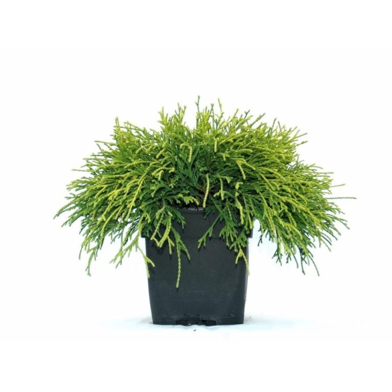 Trådcypres 'Filifera Sungold'
