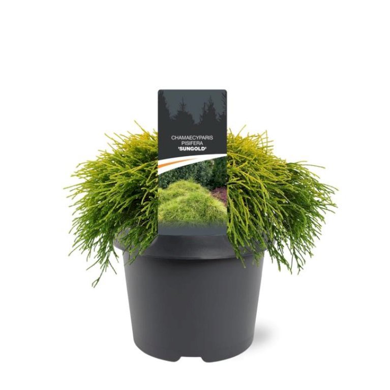Trådcypres 'Filifera Sungold'