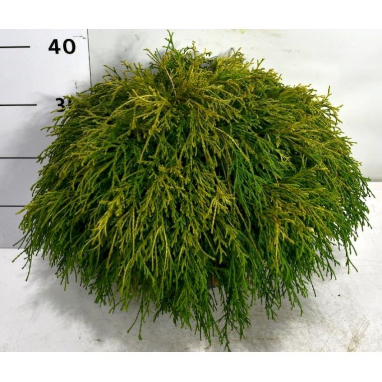 Trådcypres 'Filifera Sungold'