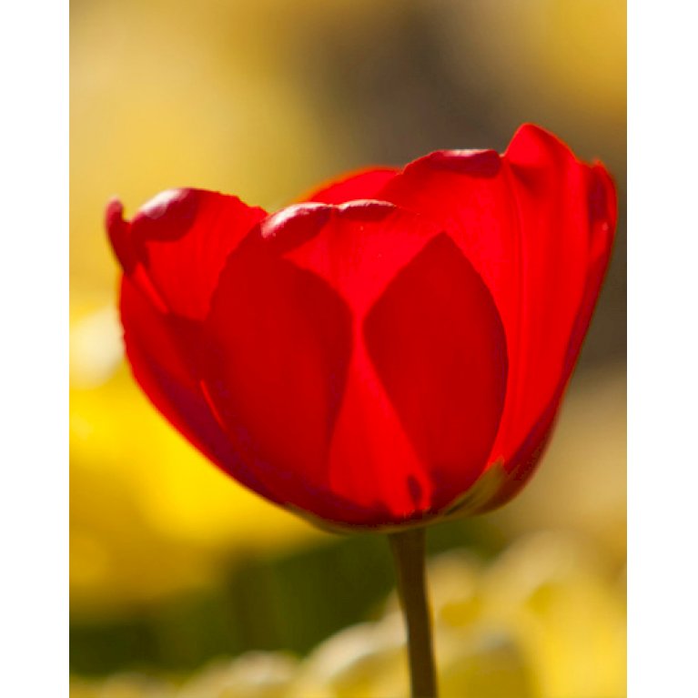 Tulipan 'Oxford' Storkøb