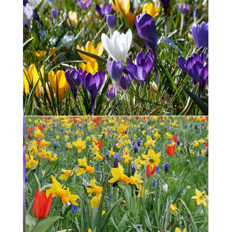 Tulipan 'Oxford' Storkøb