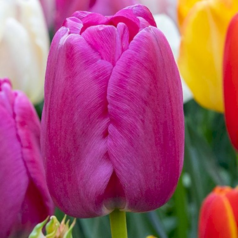 Tulipan 'Purple Pride' Storkøb