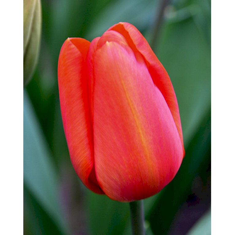 Tulipan 'Walsrode' Storkøb