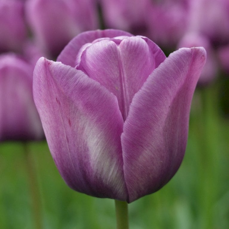 Tulipan 'Bleu Aimable' Storkøb