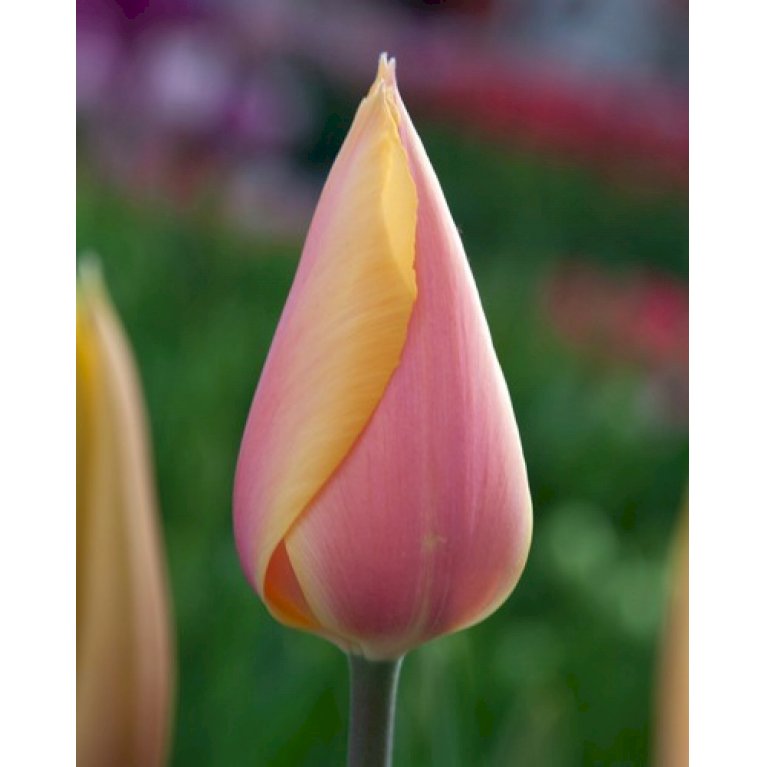 Tulipan 'Blushing Lady' Storkøb